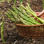 How to Grow Asparagus in the Home Garden