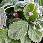Your Last Frost Date – What You Need to Know