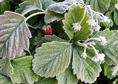 Your Last Frost Date – What You Need to Know