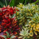 How to Care for Your Croton Plant