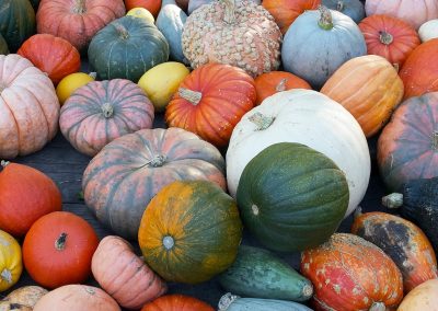10 Types of Pumpkins to Grow