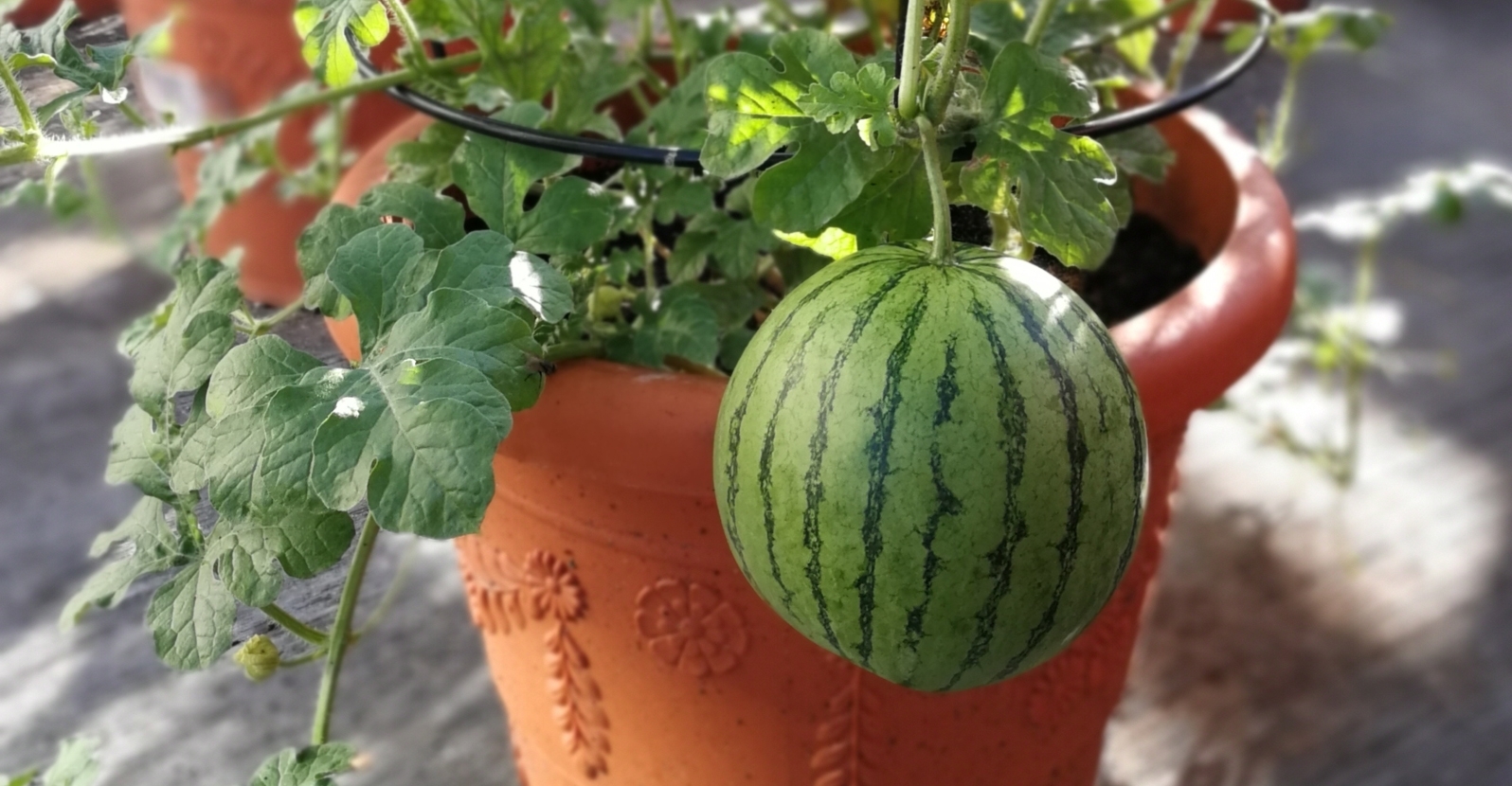 Growing Watermelon from Seed Indoors