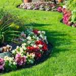 All About Growing Annual Plants