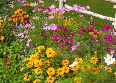 What to Plant in Summer