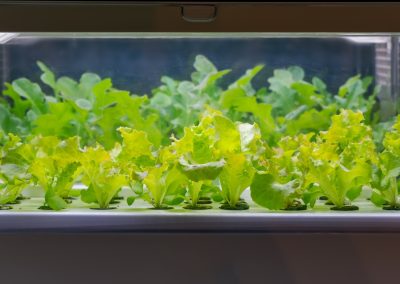 Hydroponics Intro – Indoor Growing Systems