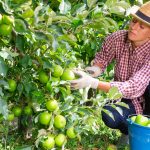Tips for Apple Harvest and Apple Storage