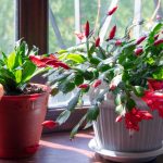 How to Tell the Difference Between a Christmas, Thanksgiving and Easter Cactus