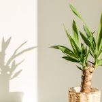 Yucca Plant Care – How to Care for Yucca Elephantipes