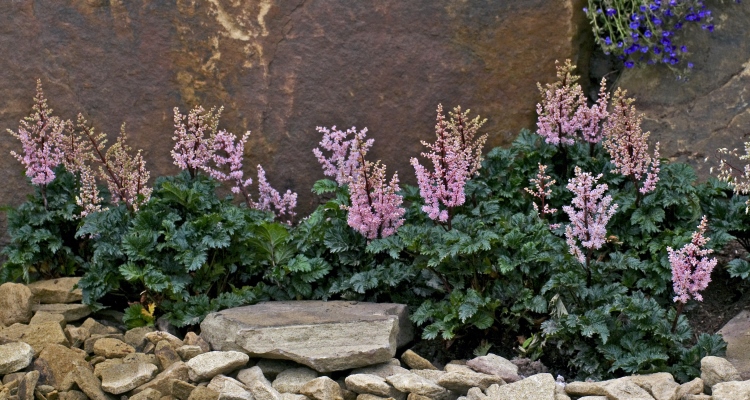A row of Astile 'Perkeo" with fluffy pink flower spikes planted along a brown block wall make a great foreground plant in a layered landscape design. 
