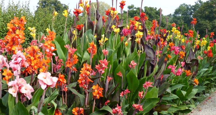 A row of Canna plants in a mix of yellow, orange, pink, and red flowers makes a bold display used as a focal point or background for a layered landscape design.  