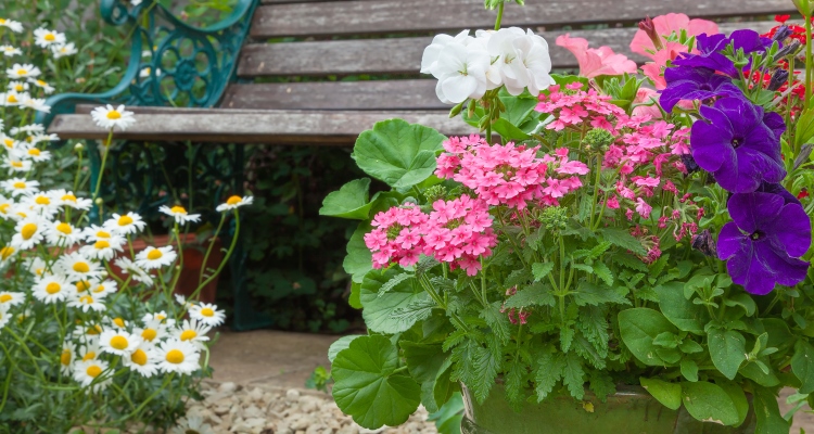 A close up of a flowering mixed planter with white geranium, pink verbena, and purple petunias with a decorative wood and wrought iron garden bench in the background and white daisies off to the left side. 