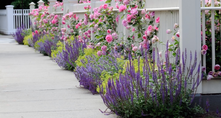 Layered landscaping - a narrow flower border between a white picket fence and a sidewalk filled with clumps of blue salvia, catnip, and yellow alchemilla plants with pink climbing rose plants, growing over and through the fence in the background.