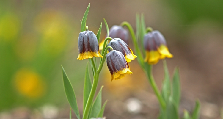 Close up of the dainty, bell-like flowers of the fritillaria plant. These petit plants are best placed in the foreground of a layered landscape with tall plants behind them. 