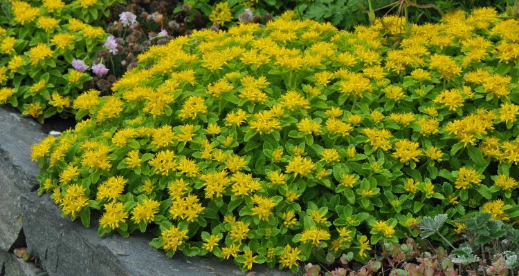 A close up of a mound of creeping sedum covered with small clusters of brilliant yellow blooms. Sedum is a great choice for planting in the foreground of a layered landscape design. 