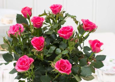 Care Tips for Fabulous Miniature Roses