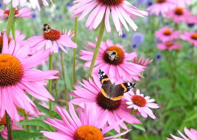 Plant a Butterfly Garden: Best Plants that Attract Butterflies