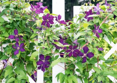 How to Plant a Vine