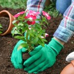 How to Plant an Annual