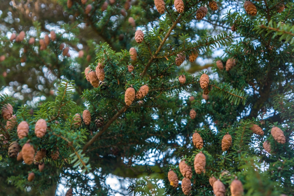 Acid loving plants-close up of a Canadian hemlock branch with small cones-Tsuga canadensis.