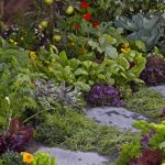 Edible landscape-edible flowers and vegetable plants growing alongside a decorative stone paver path