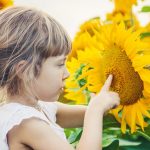 Flowers for kids - young girl inspecting a big yellow sunflower bloom.