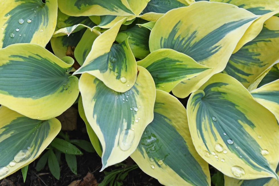 Best variety of hosta for shade-close up of the bright white and blue-green variegated leaves of the Hosta variety 'Autumn Frost'.