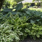 Hostas for shade-a large garden border filled with different varieties of hosta plants.