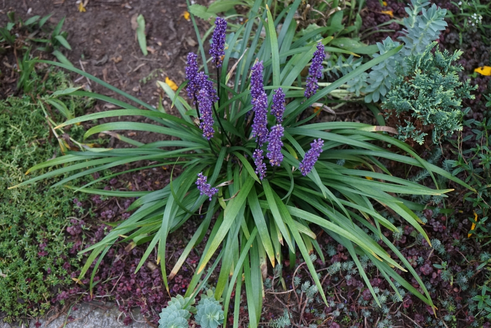Acid loving plants-a liriope plant with spikes of tiny purple flowers held above the clump of long grass-like foliage - Liriope muscari.
