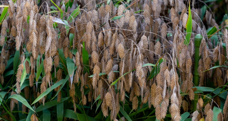 Edible landscaping-close up of the decorative and edible seed heads of northern sea oats. Chasmanthium latifolium. 