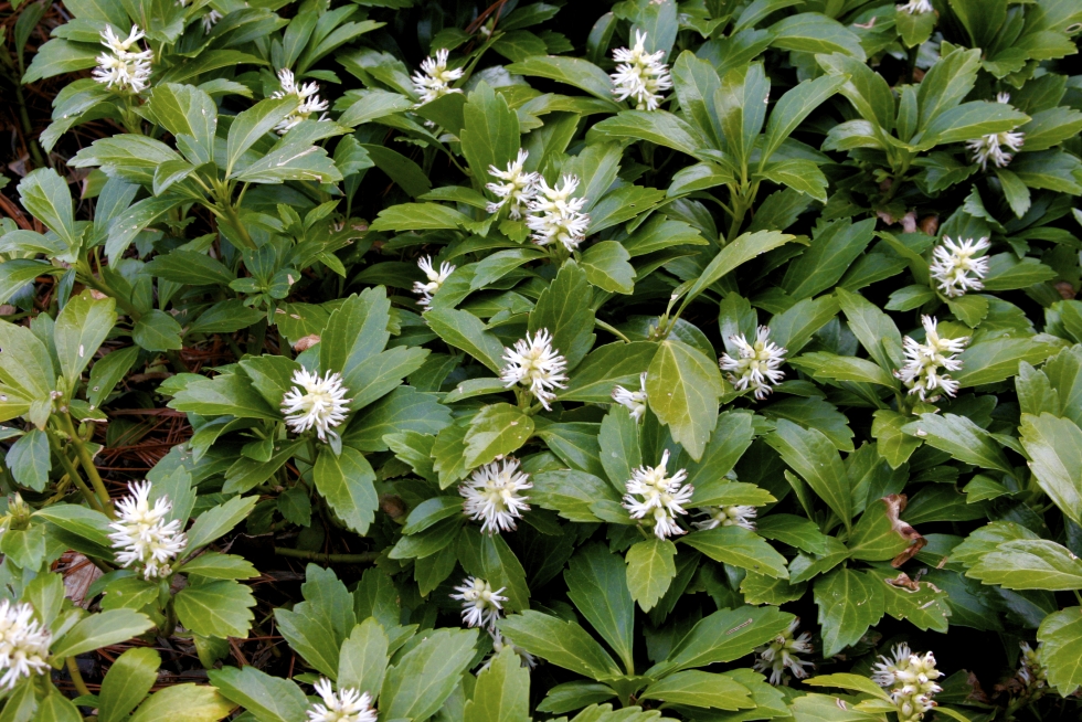 Acid loving plants-close up of a dense groundcover planting of Japanese pachysandra with short spikes of white flowers-Pachysandra terminalis. 