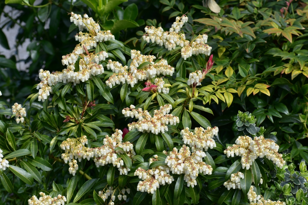Acid loving plants-close up of lily-of-the-valley shrub with branches tipped with clusters of white flowers-Pieris japonica.