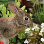 Rabbit resistant plants - close up of a rabbit in a flower garden next to a white begonia and Sedum acre plant.
