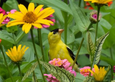 Plants that Attract Birds to Your Garden 