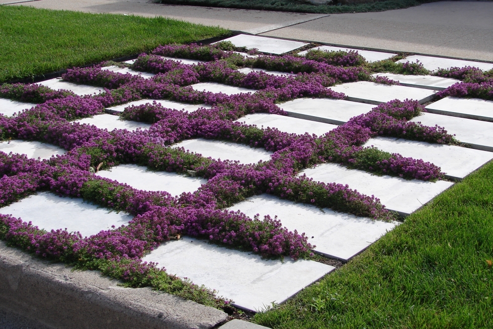 when to plant creeping thyme