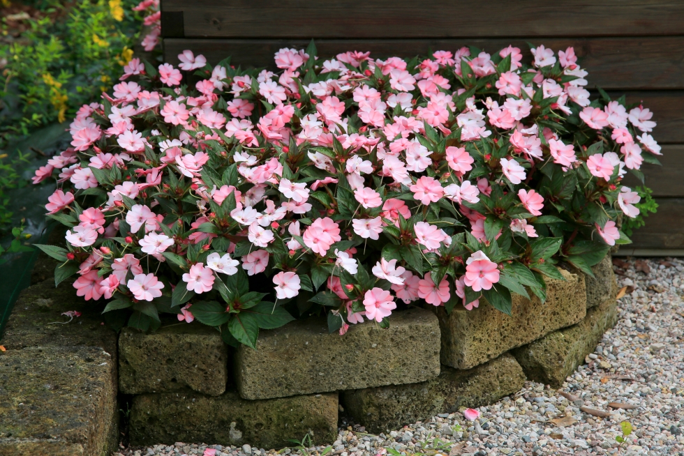 A dense planting of pink impatiens fill a small corner raised planter made from landscaping blocks. 
