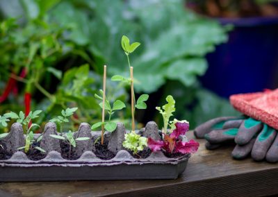 Gardening on a Budget: 7 Ways to Save Money