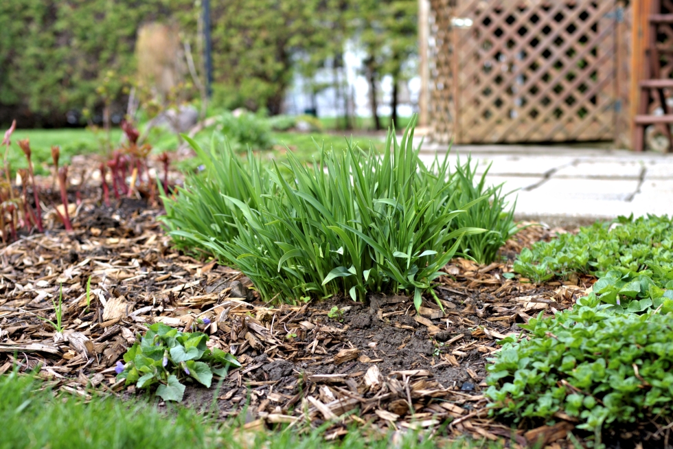 Applying mulch in the spring or winter is a valuable part of good daylily care. Daylily plant emerging in a spring garden.