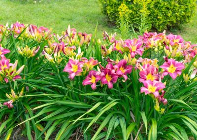 Daylily Care: Planting, Growing, and Maintenance