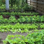 Vegetables that Grow in Shade