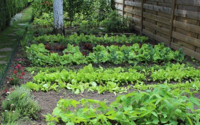 Vegetables that Grow in Shade