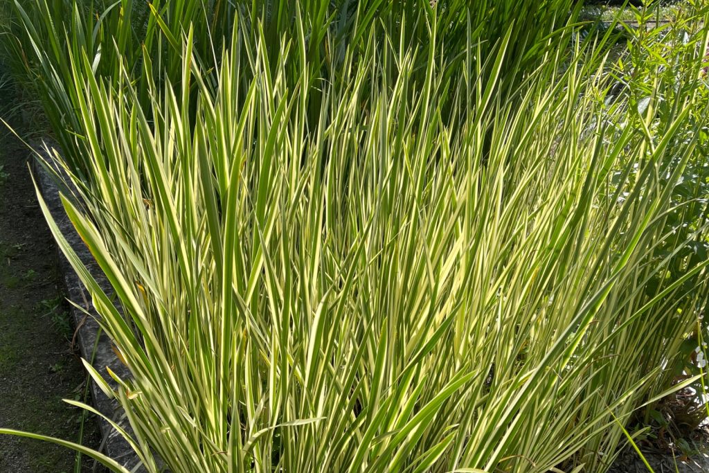 Close up of green and white variegated Acorus calamus grass, also known as sweet flag, grows along the bank of a creek.