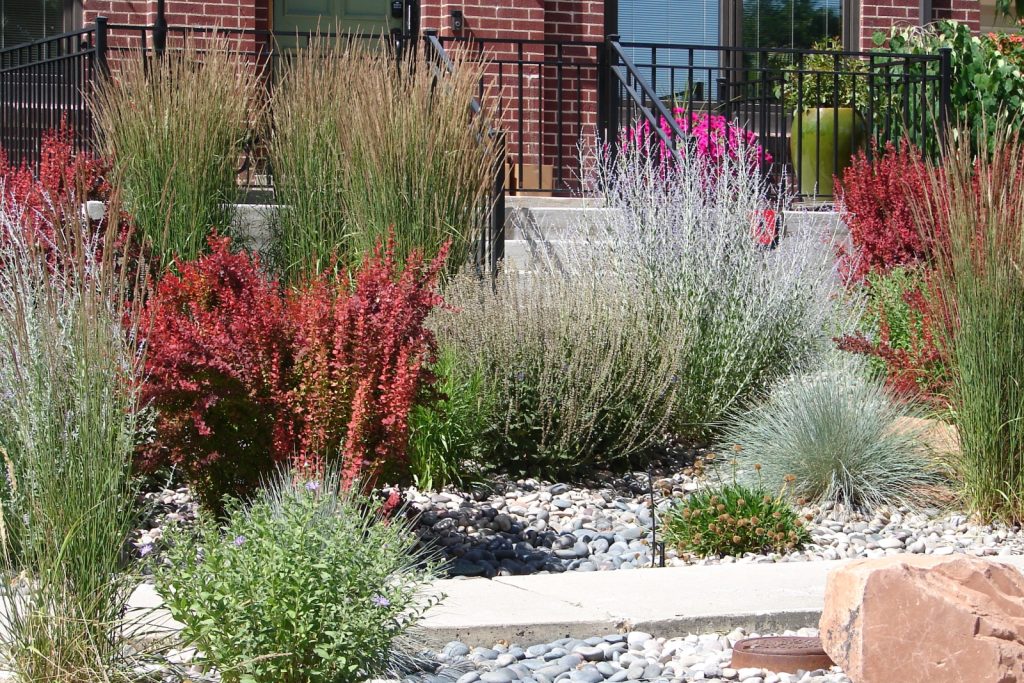 A gravel garden in front of a brick home with barberry shrubs, Russian sage, gomphrena, and ornamental grasses.