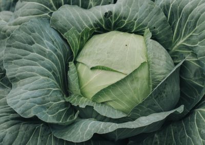 Cabbage ‘Bravo’ (Brassica oleracea)