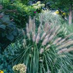 Ornamental Grasses: Selection, Design Ideas and Care