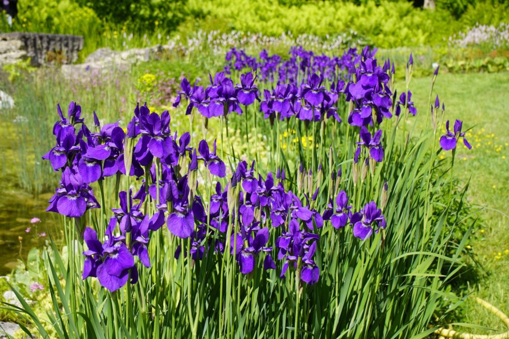 A dense clump of purple Siberian iris (Iris siberica) growing in a marshy region between a lawn and a pond.