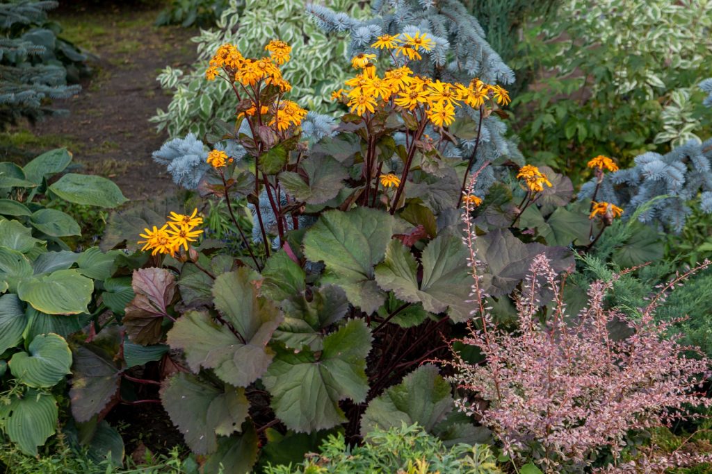 A beautiful garden border featuring Ligularia dentata with tall stems of yellow flowers. Surrounding plants include hosta, blue spruce, and red-twig dogwood. 