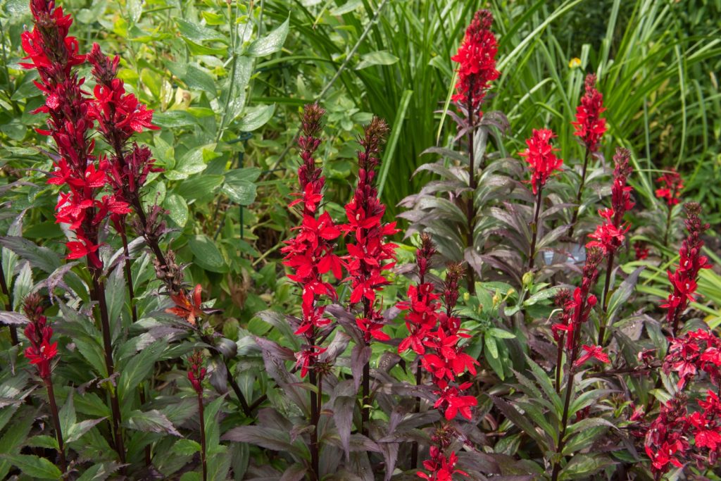 Spikes of vibrant red flowers and burgundy foliage combine to make cardinal flower (Lobelia cardinalis) stand out in a dense perennial border. 