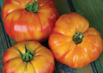 Heirloom Tomato ‘Big Rainbow’ (Lycopersicon esculentum)