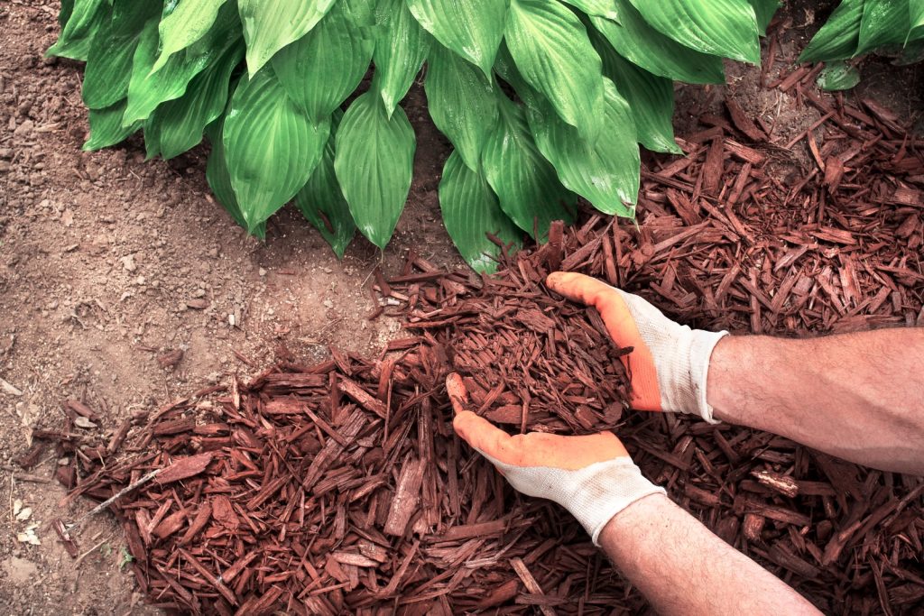 A man wearing garden gloves is placing shredded bark mulch around a hosta plant.