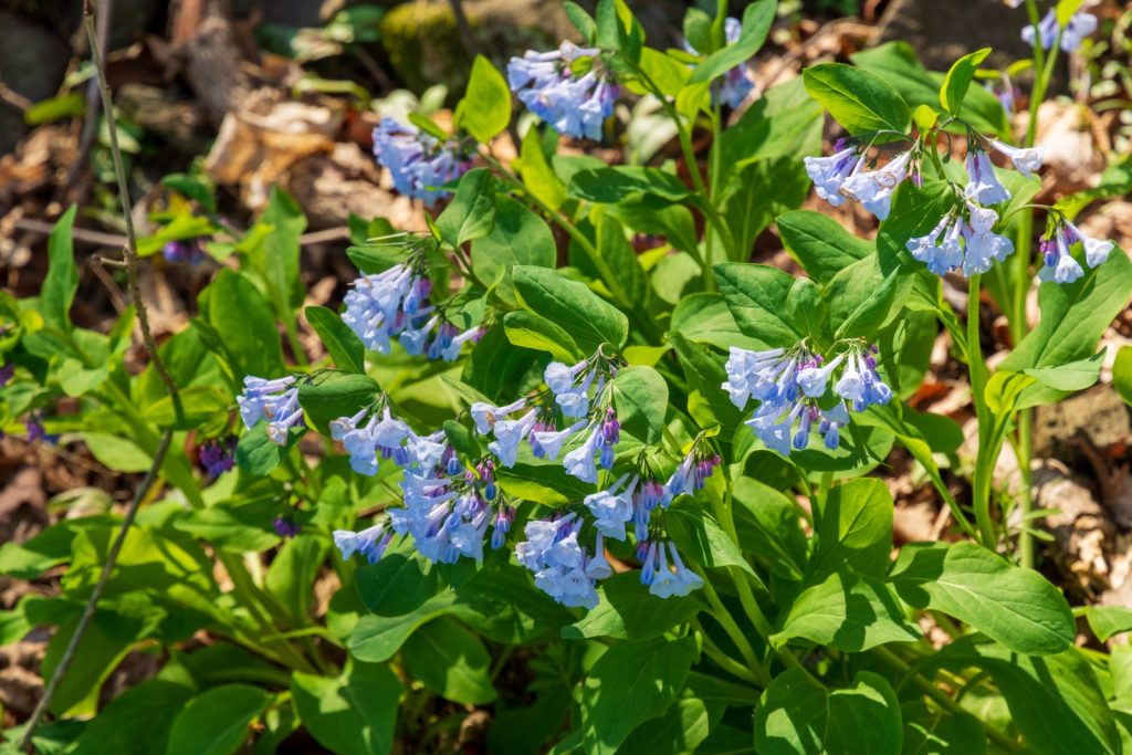 Virginia bluebell plant in full flower in the woods. Stems are topped with clusters of trumpet-shaped blue flowers.